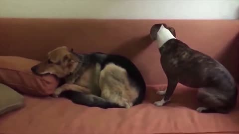 Mischievous dogs look guilty after destroying the sitting room