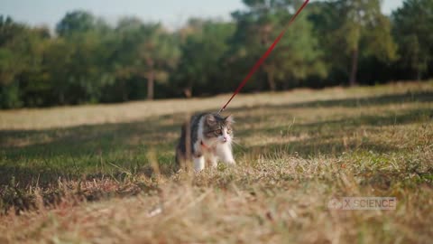 5 Cara Melatih Kucing Agar Patuh dan Tidak Nakal