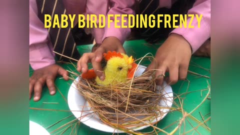 Baby Bird Feeding Frenzy