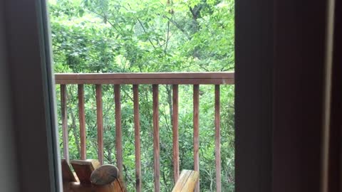 Momma Bear and Cub On Porch in Gatlinburg - BJBourg