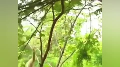 Naughty monkey and Tiger play in the forest.