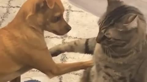 Dog And Cat Are Best Friends