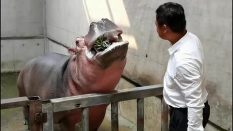 A pineapple-loving hippo