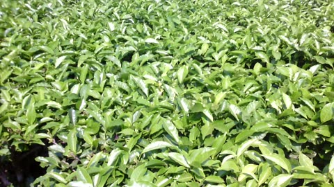 Tea leaf 🌿 Assam India