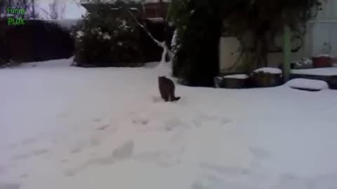 Cats and Dogs Playing in the Snow Compilation