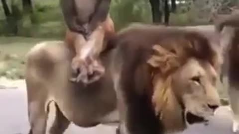 Monkey Riding On The King Of The Jungle #shorts #viral #shortsvideo #video