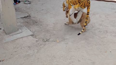 Funny Tiger prank With Dog