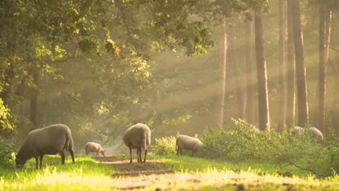 The sheep among the trees