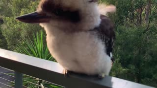 Adorable Baby Kookaburra Demonstrates it's Signature Laugh