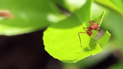 5 of the Coolest Animal Partnerships: Nature's Most Amazing Symbiotic Species! 🌿🦋🌺