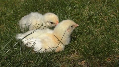 Chicks (baby chickens)