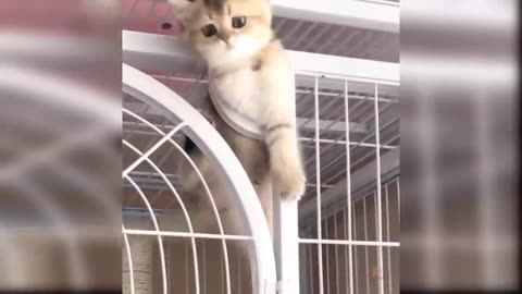 Funny Cats - Best Of The Funny Animal Videos 😁 😁