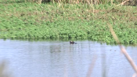 Hybrid Mallard out at Masters Tract Hotspot, St. Johns Co. FL.