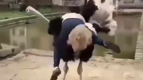 Riding An Ostrich