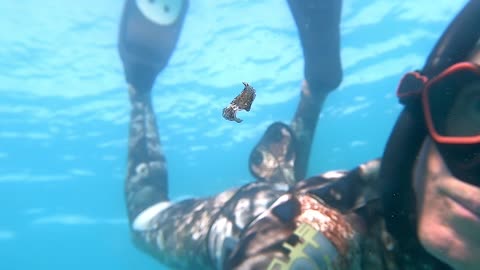 Free Diver Doing Training Finds Tiny Animal