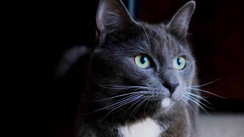 Fluffly Grey Cat Sniffing And Licking Fresh Catnip At Home