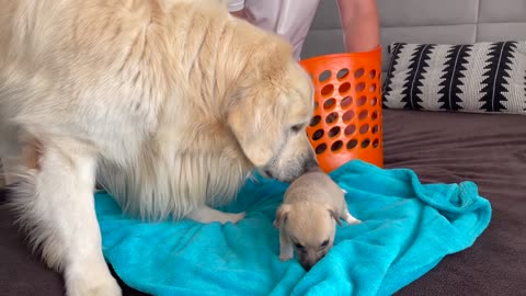 Golden Retriever dog Meets Puppies for the First time