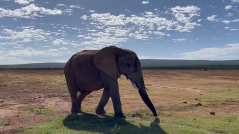 Extremely close encounter with an African Elephant