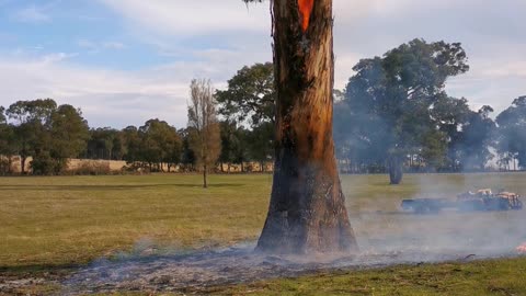 Tree Burns From Inside Out