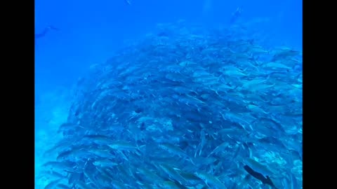 diving with fish at the bottom of the sea