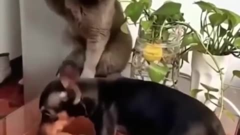 Funny Animal Videos