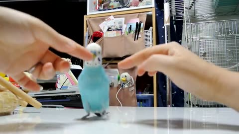 World's Cutest Birds