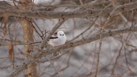 Longtailedtit-Beautiful Birds