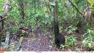 Black Bear Teaches Her Cub to Leave Scent