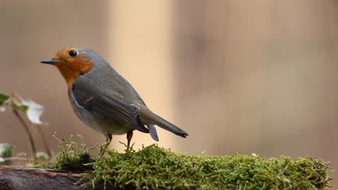 Robin, Bird, Forest video. #viral