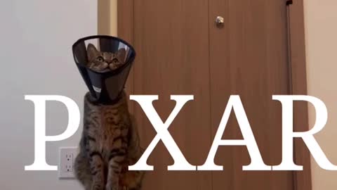 Pixar Cat Intro