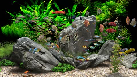 Dream Aquarium 4K