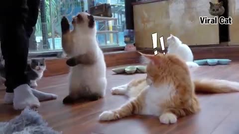 Funny videos funny cats