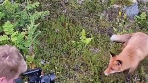 A beautiful situation for the photographer in Norway with a fox