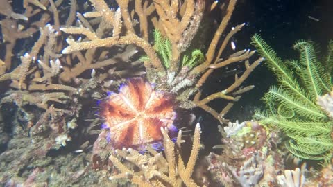 Variable hearthplace urchin is a stunning and venomous animal