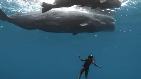 whale in Mauritius is the sperm whale. Swimming with them is completely safe.