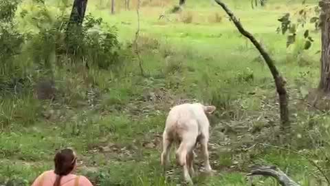 Woman Rescues Calf From Creek