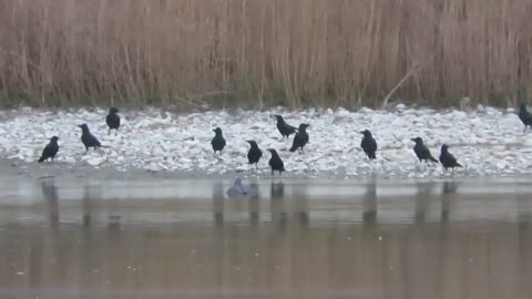 A Deadly Encounter: Crows vs. Sparrow Hawk🦅🪶