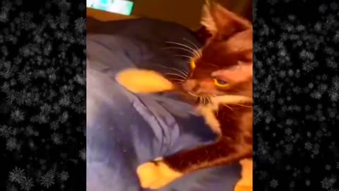 Funny New Videos 2024 Funniest Cats & Dogs Videos🐶😹