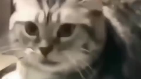 Cute Angry cat