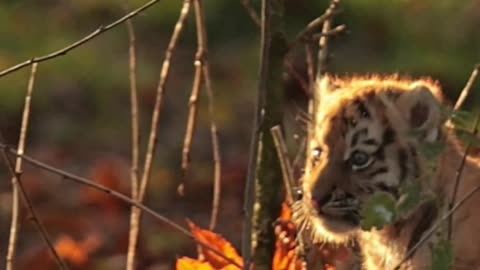 tiger video national geographic