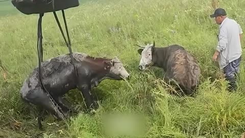 Rescuing a cow trapped in mud!