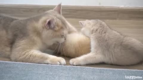 Mother cat's hug is very vigorous || Tiny kittens get a little spanking by their mom cat