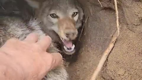 Pet coyote Denise friendship During den digging....