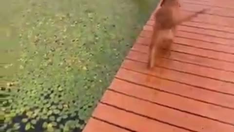 Your daily dose of funny cute dogs _relaxmydog _funny _dogs _funnydogs _compilation(360P