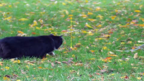 Cat stealing a Dead Grey Squirrel