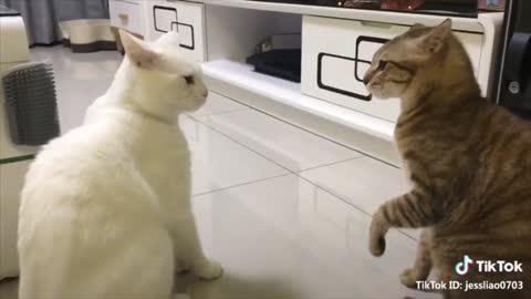 Cat talking English better than Humans 😀