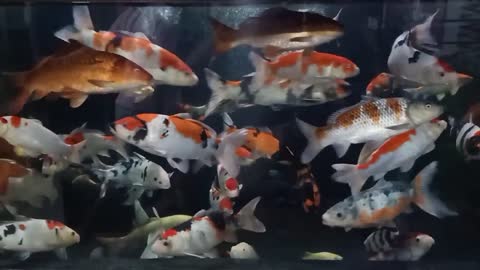 KOI FISH