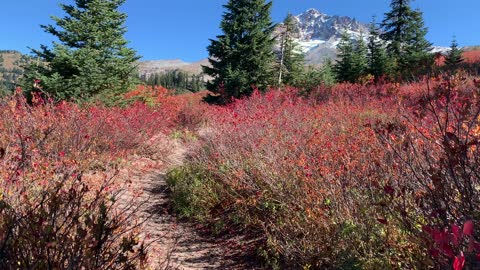 Oregon – Mount Hood – Vibrant Alpine Environment – 4K