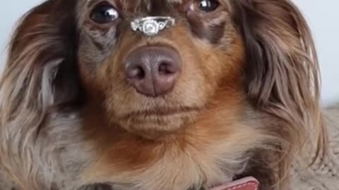 Put a ring on your dog's nose and keep him still