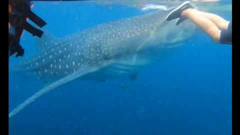 swimming with big whale shark 🐋